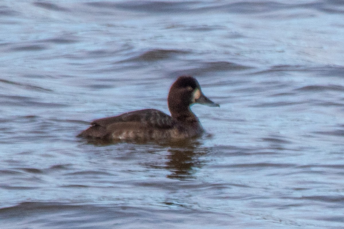 Lesser Scaup - ML615869428