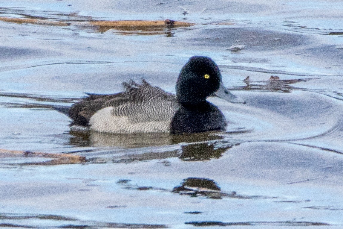 Lesser Scaup - ML615869429