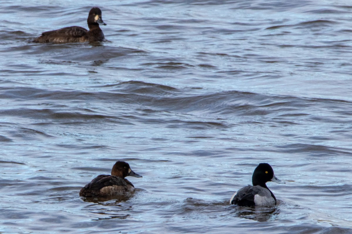 Lesser Scaup - ML615869430