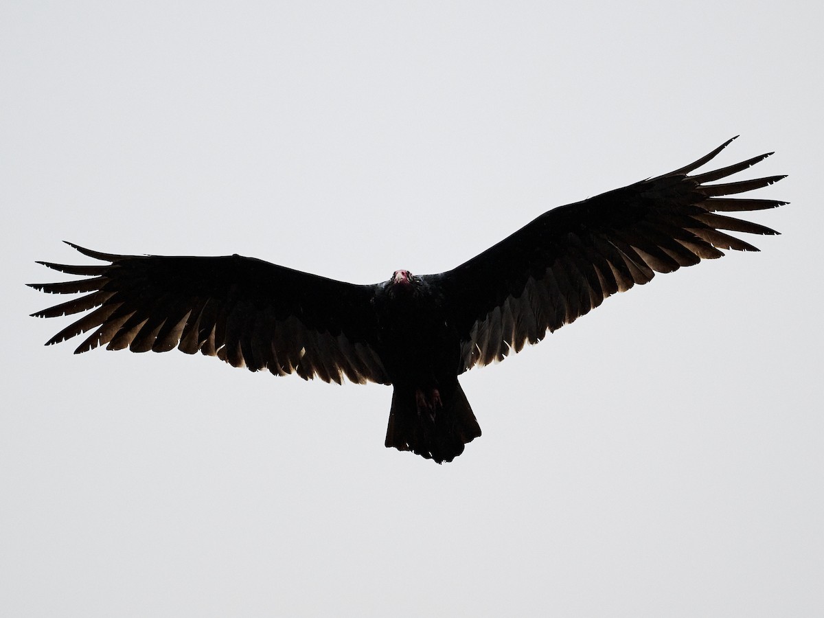 Turkey Vulture - ML615869434