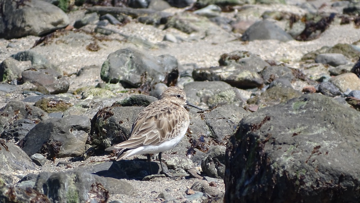 Baird's Sandpiper - ML615869527