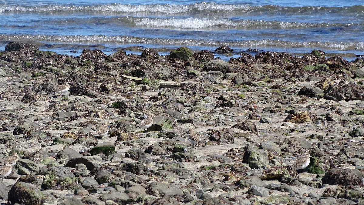 Baird's Sandpiper - ML615869528