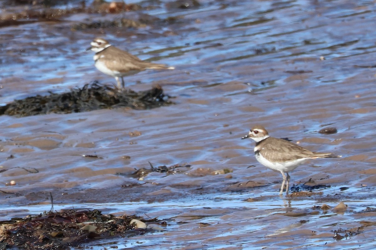 Killdeer - ML615869559