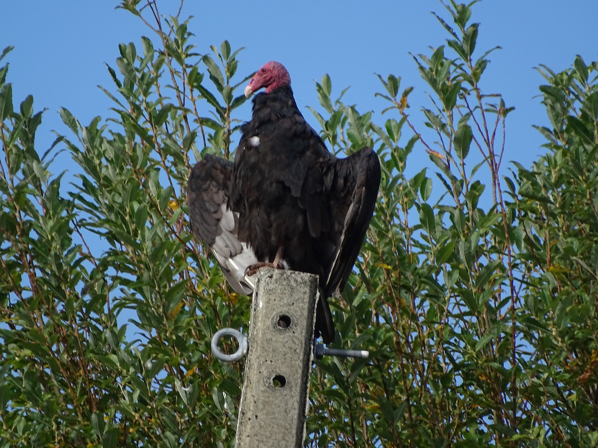 Turkey Vulture - Felipe Navarro Grob