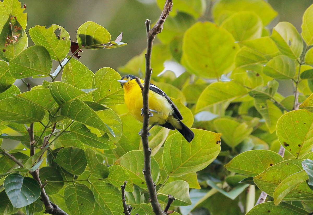 Common Iora - ML61586961