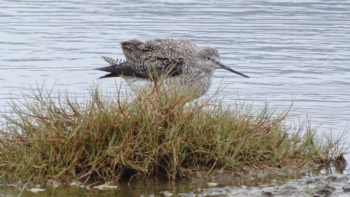 Lesser/Greater Yellowlegs - ML615869648