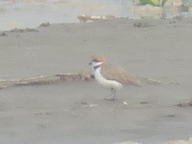 Little Ringed Plover - ML615869667