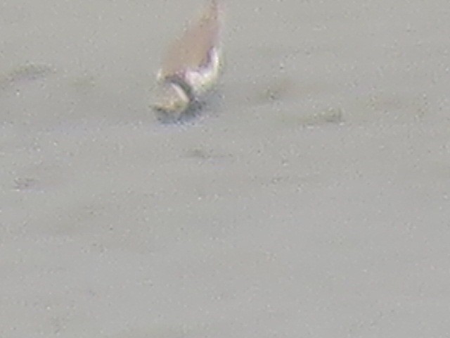 Little Ringed Plover - ML615869668