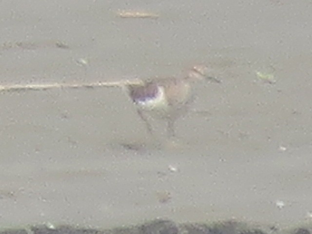 Common Greenshank - ML615869686