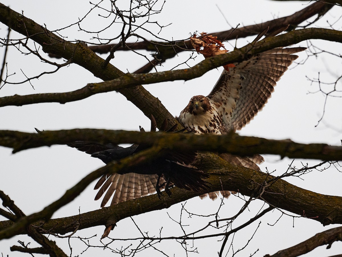 Red-tailed Hawk - ML615869722