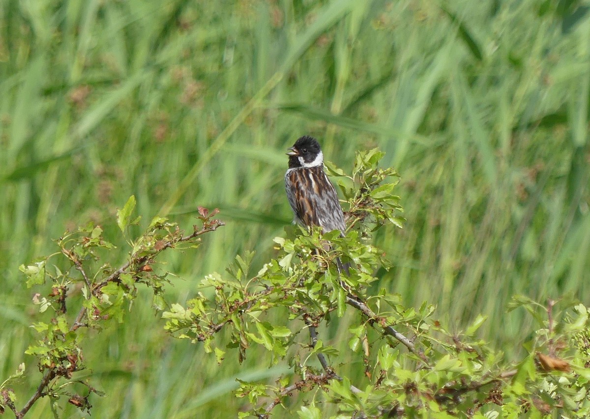 Reed Bunting - ML615869778