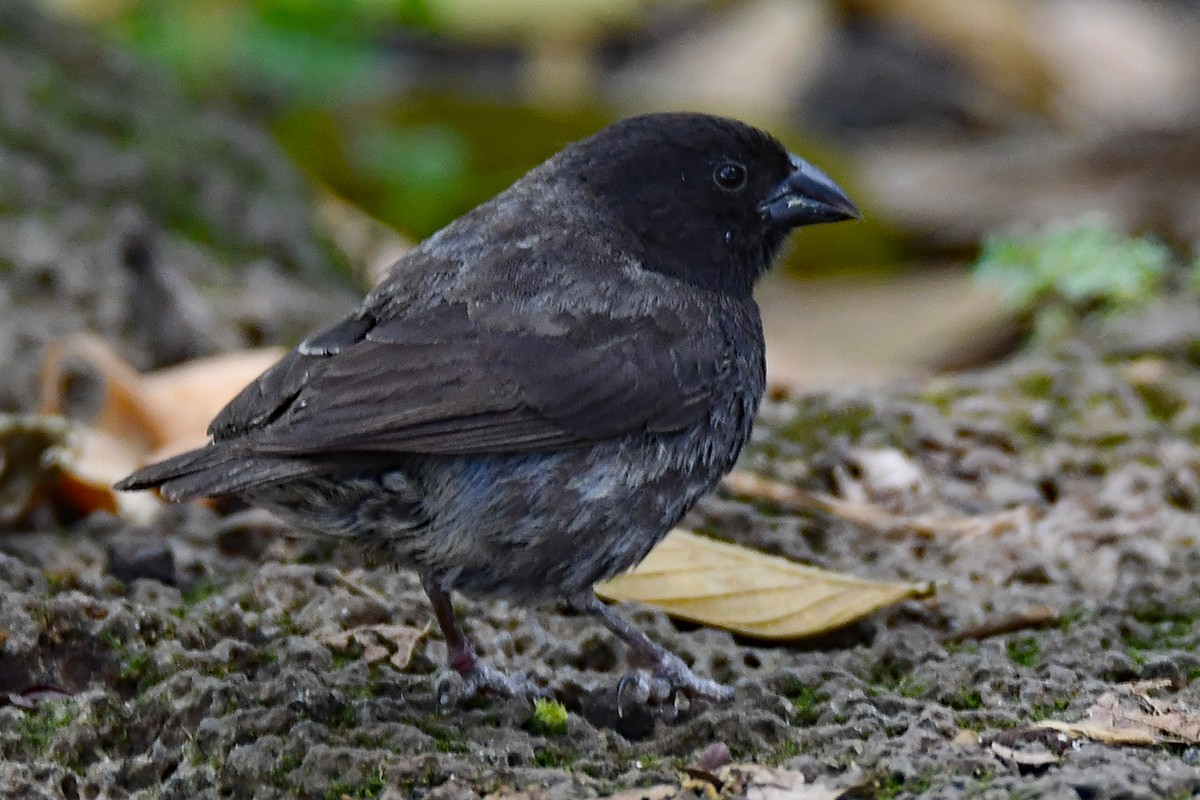 Medium Ground-Finch - Guido Bennen