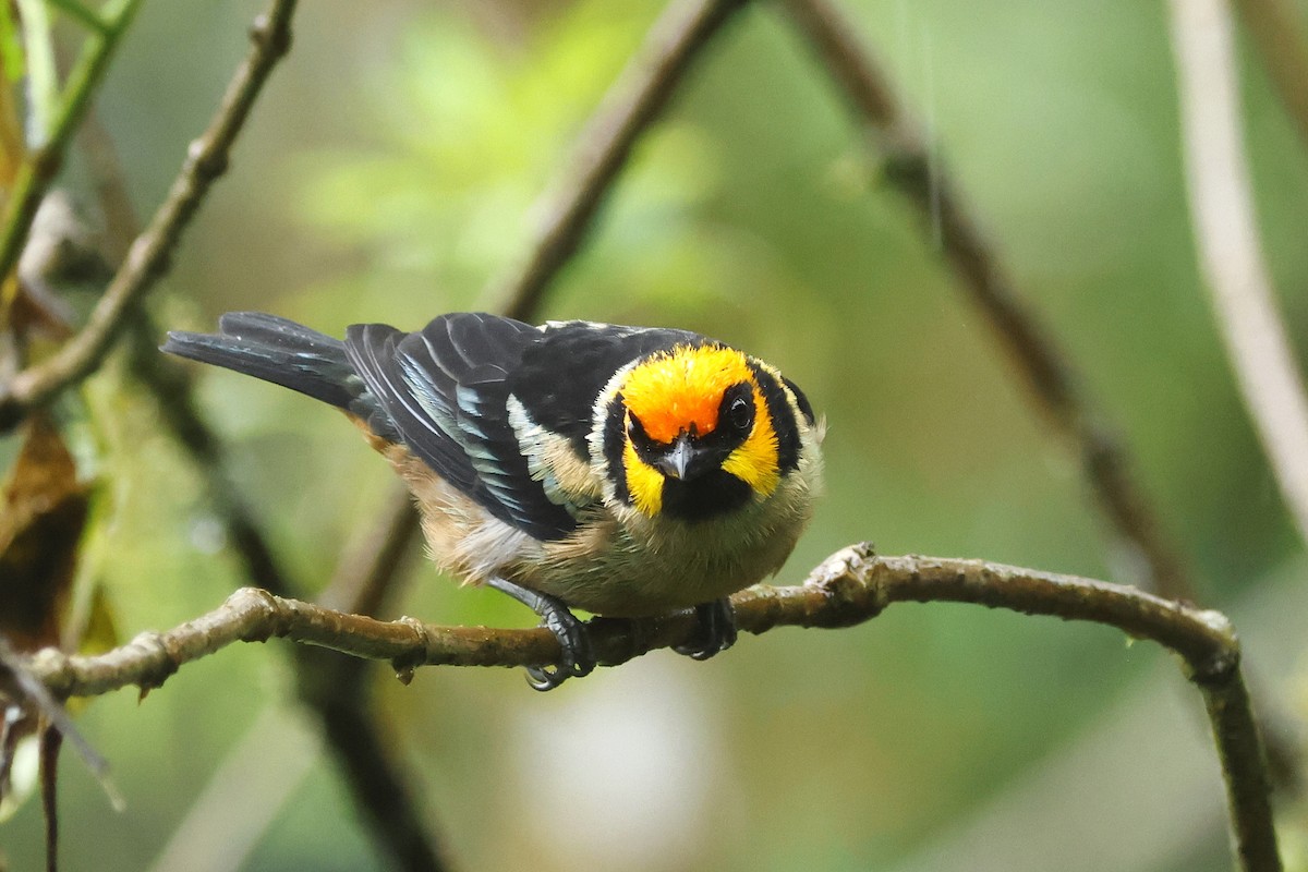 Flame-faced Tanager - Lyle Hamilton