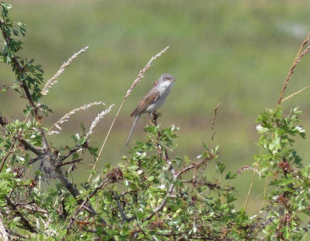 Greater Whitethroat - ML615869804