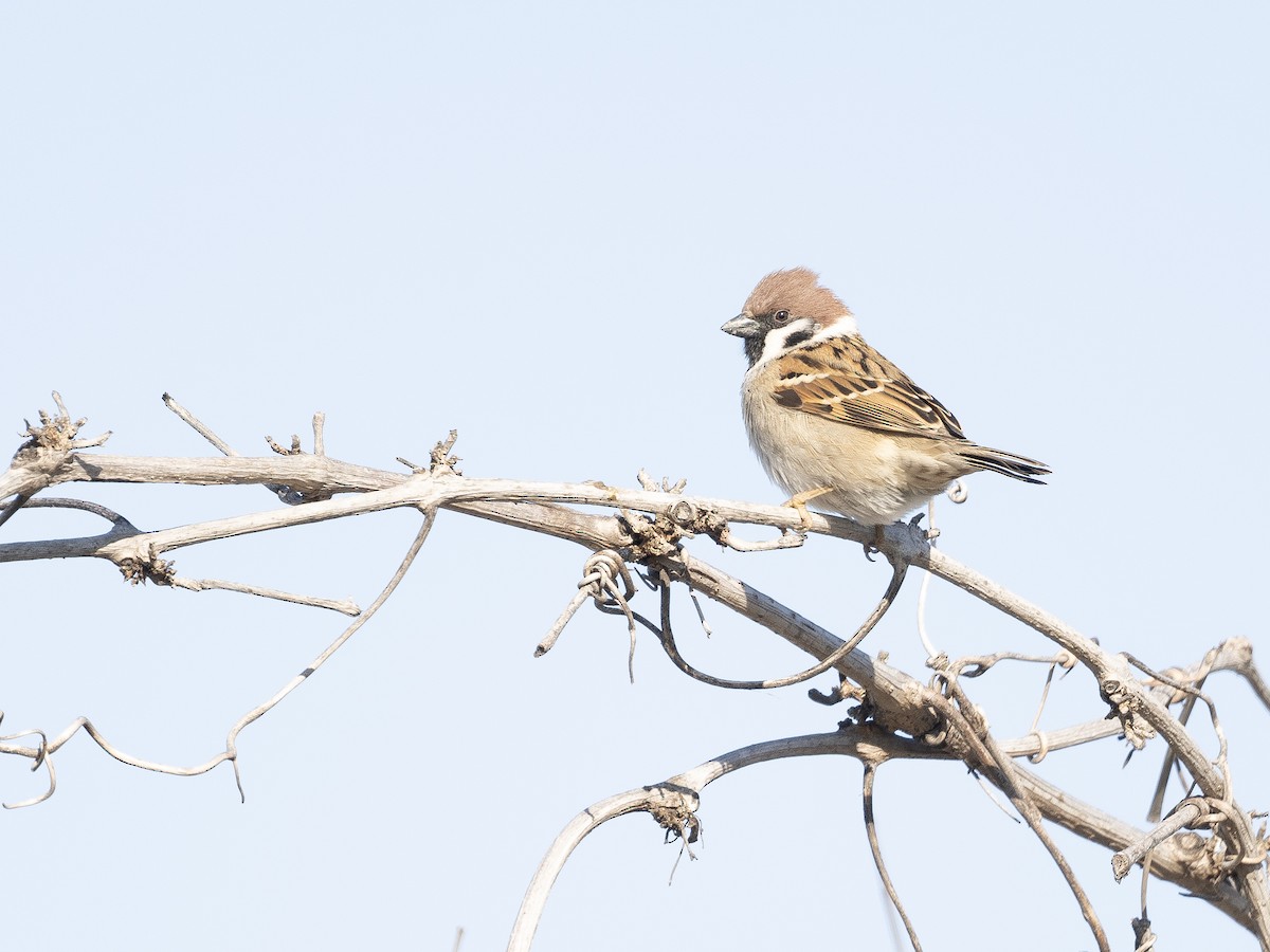Eurasian Tree Sparrow - ML615869805