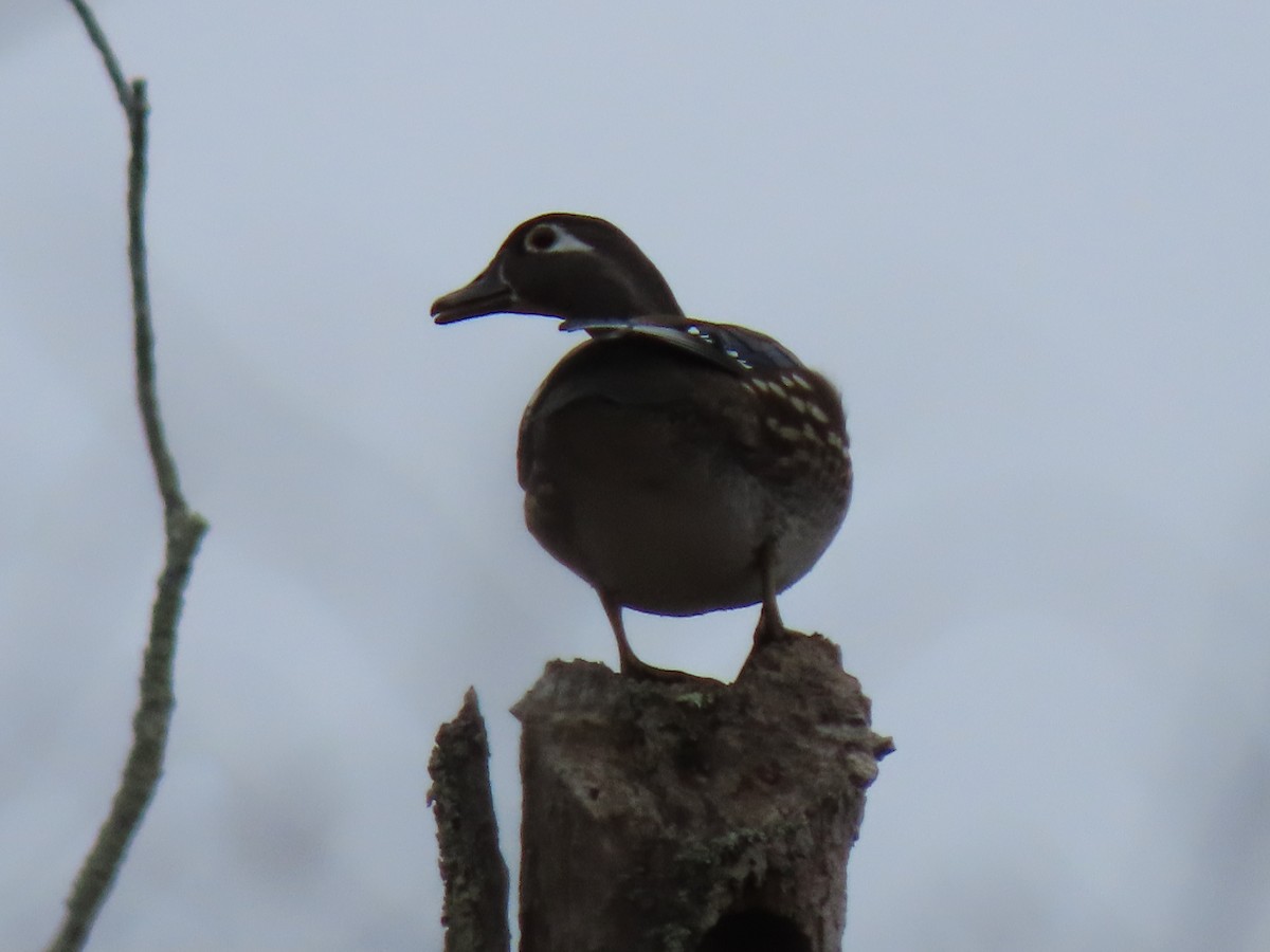 Wood Duck - ML615869826