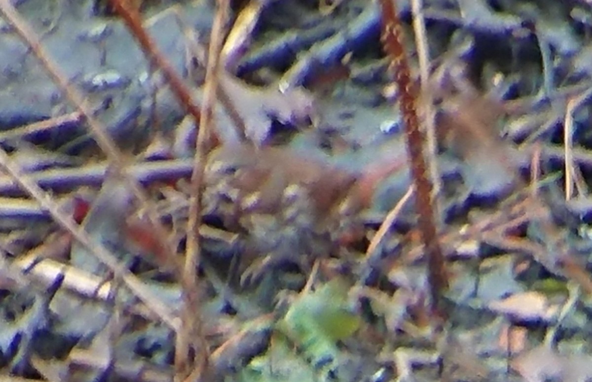 Fox Sparrow - ML615869828