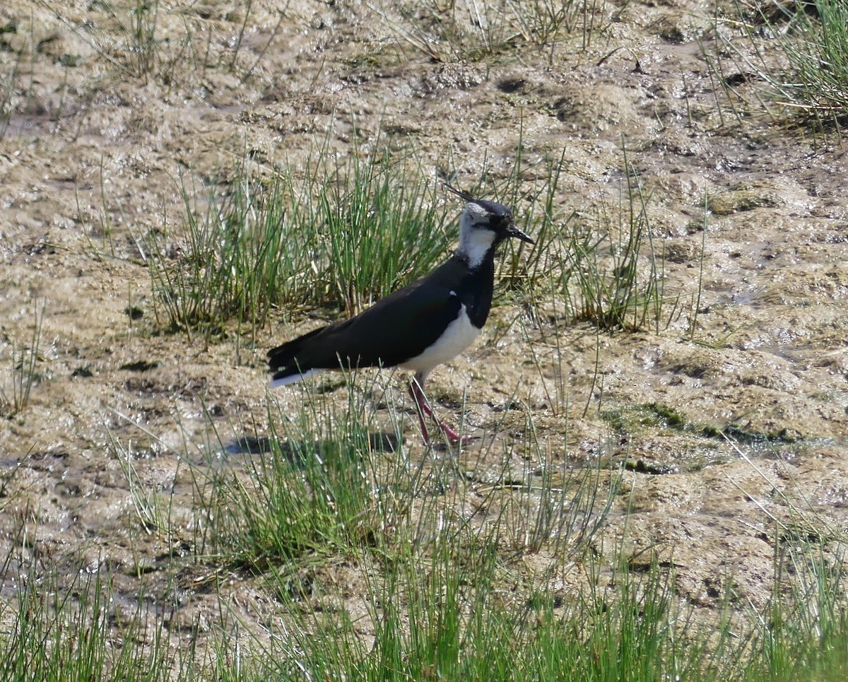 Northern Lapwing - ML615869829