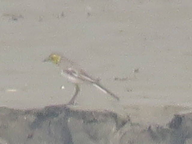 Citrine Wagtail - ML615869836