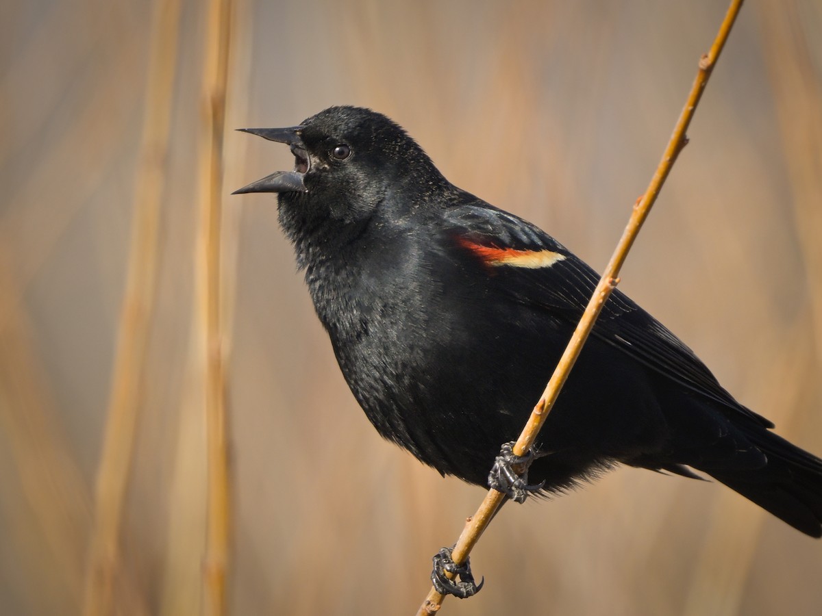 Red-winged Blackbird - Myron Peterson