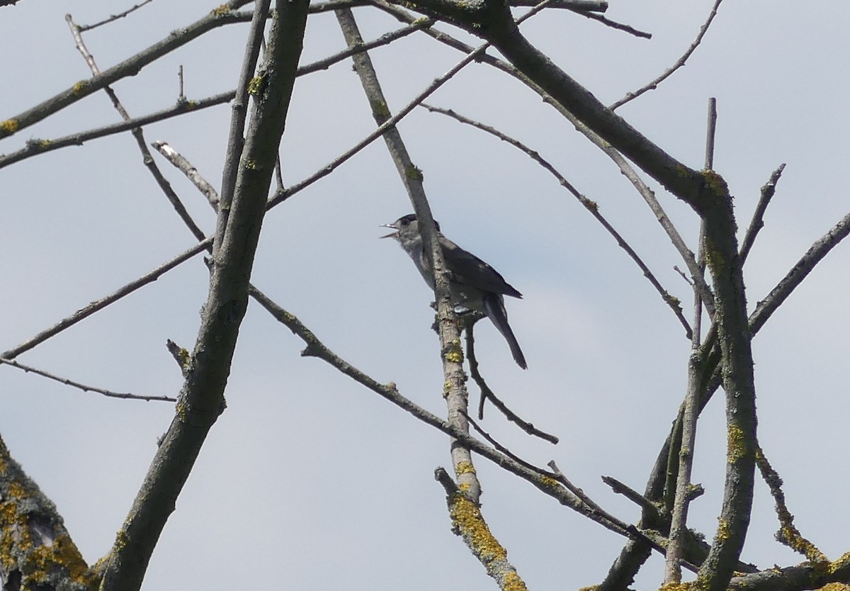 Eurasian Blackcap - ML615869955