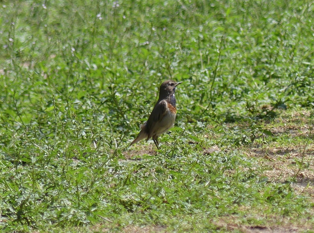 Bluethroat (White-spotted) - ML615869959