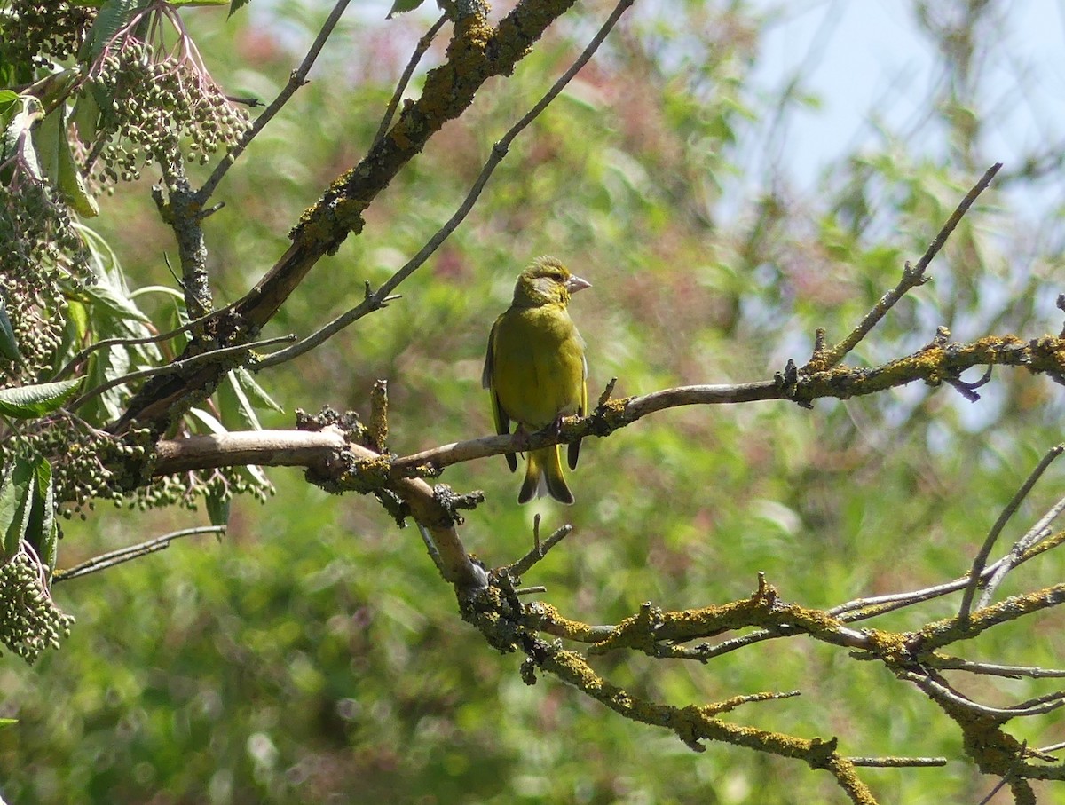 European Greenfinch - ML615869962