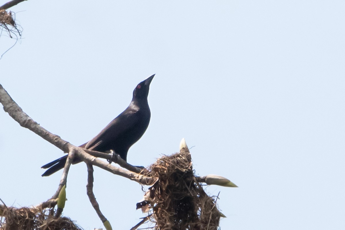 Giant Cowbird - ML615869964