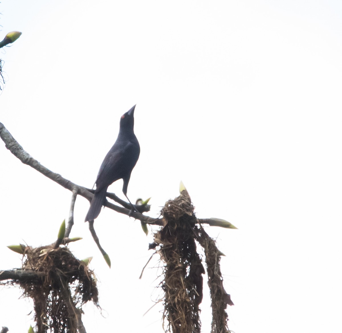 Giant Cowbird - ML615869965