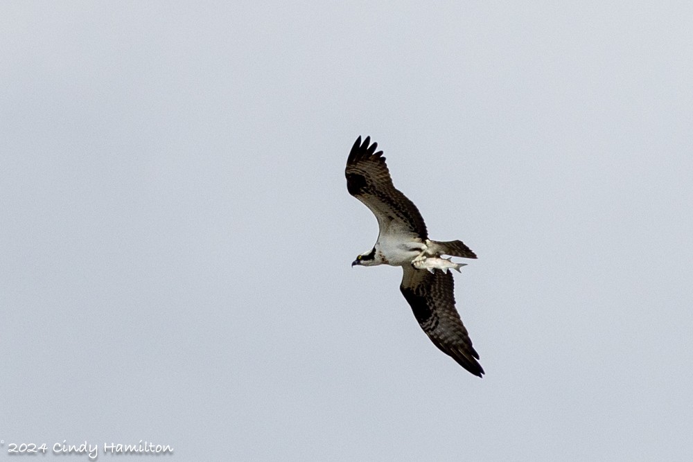 Osprey - Cindy Hamilton