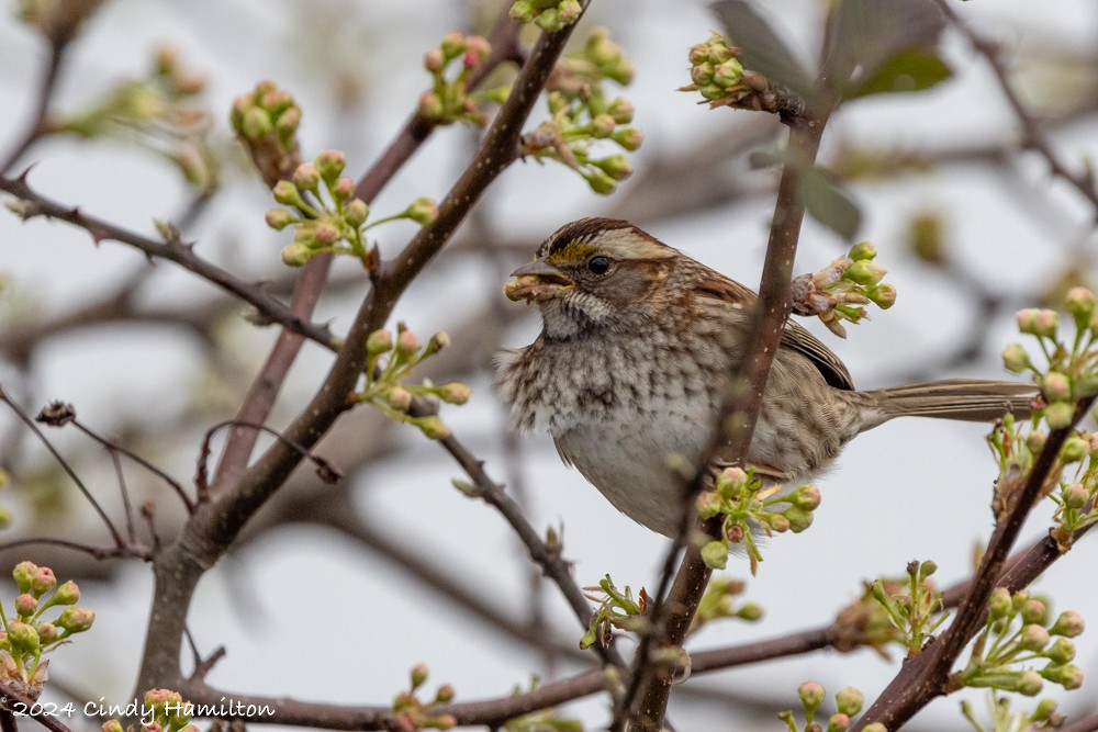 White-throated Sparrow - Cindy Hamilton