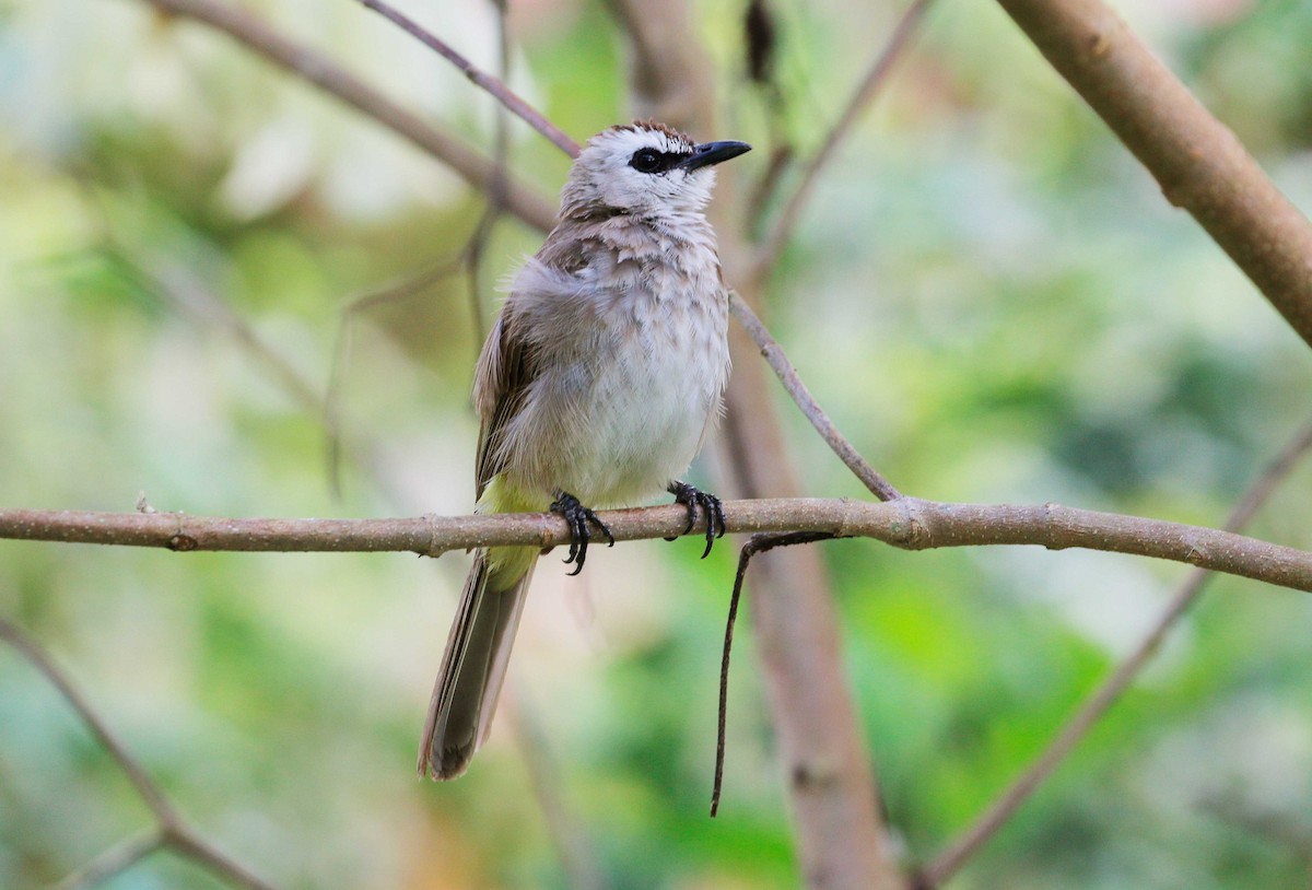 Yellow-vented Bulbul - ML61587011