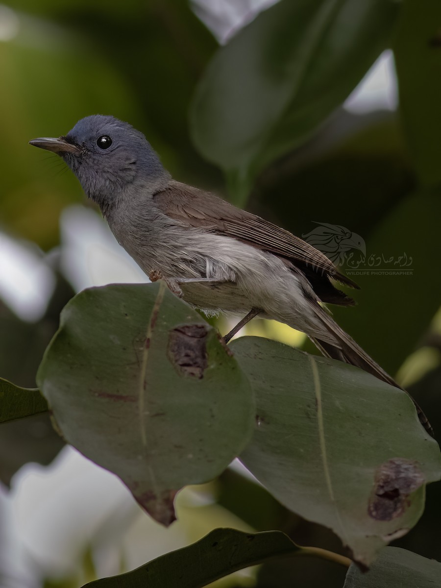 Black-naped Monarch - ML615870168