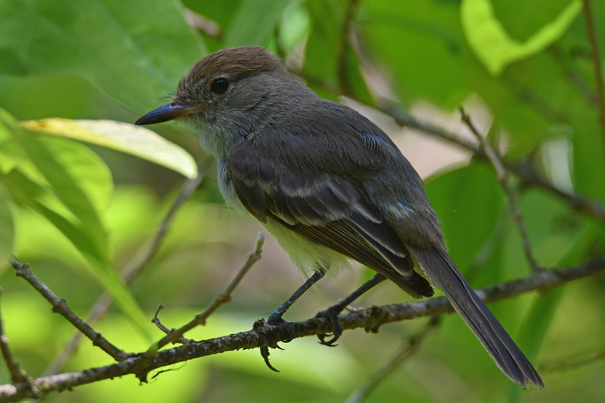 Galapagos Flycatcher - ML615870199