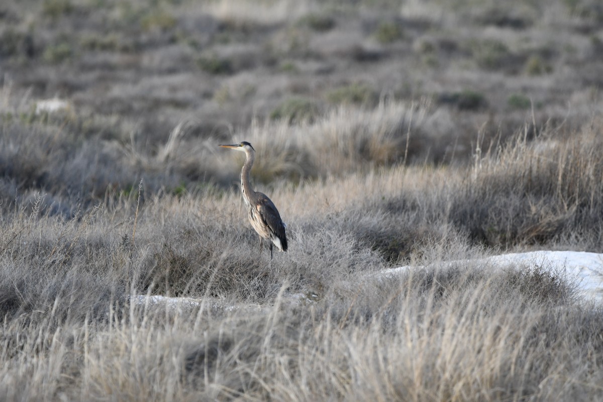 Great Blue Heron - ML615870220