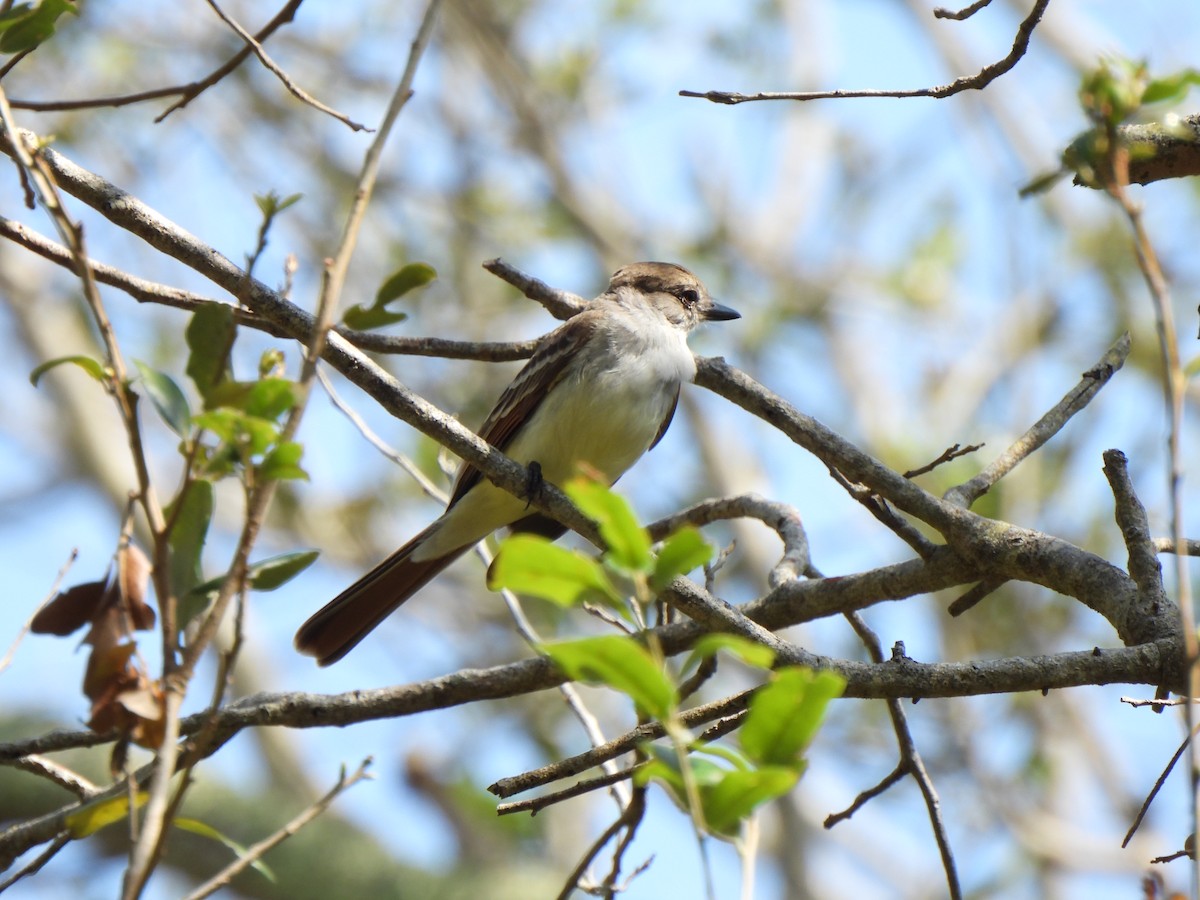 Brown-crested Flycatcher - ML615870252