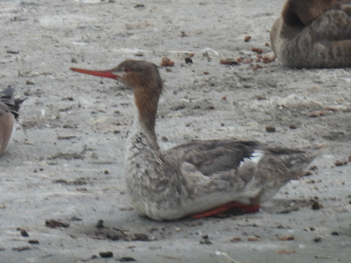 Red-breasted Merganser - ML615870254