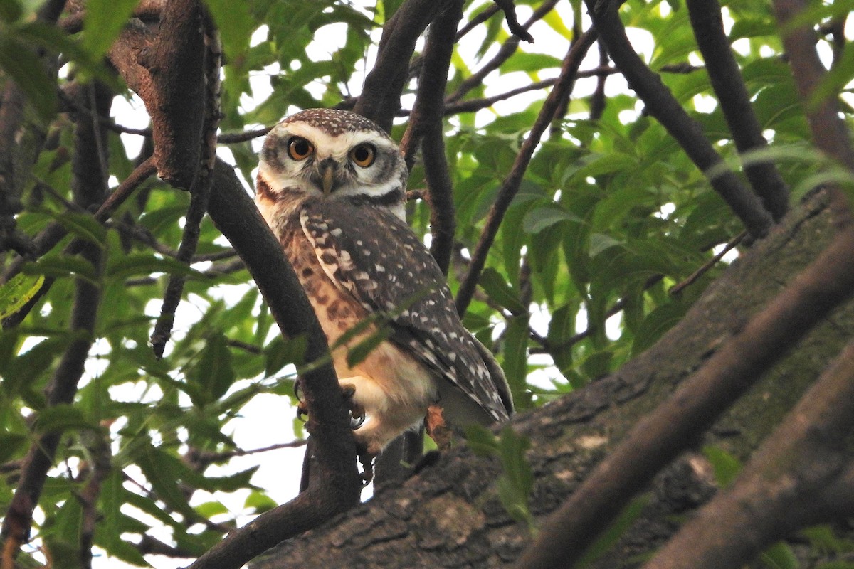 Spotted Owlet - ML615870259