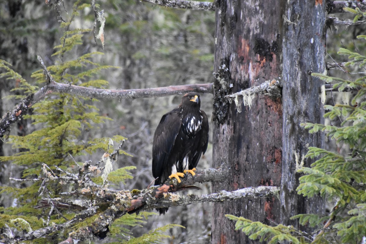 Golden Eagle - Trae Lohse