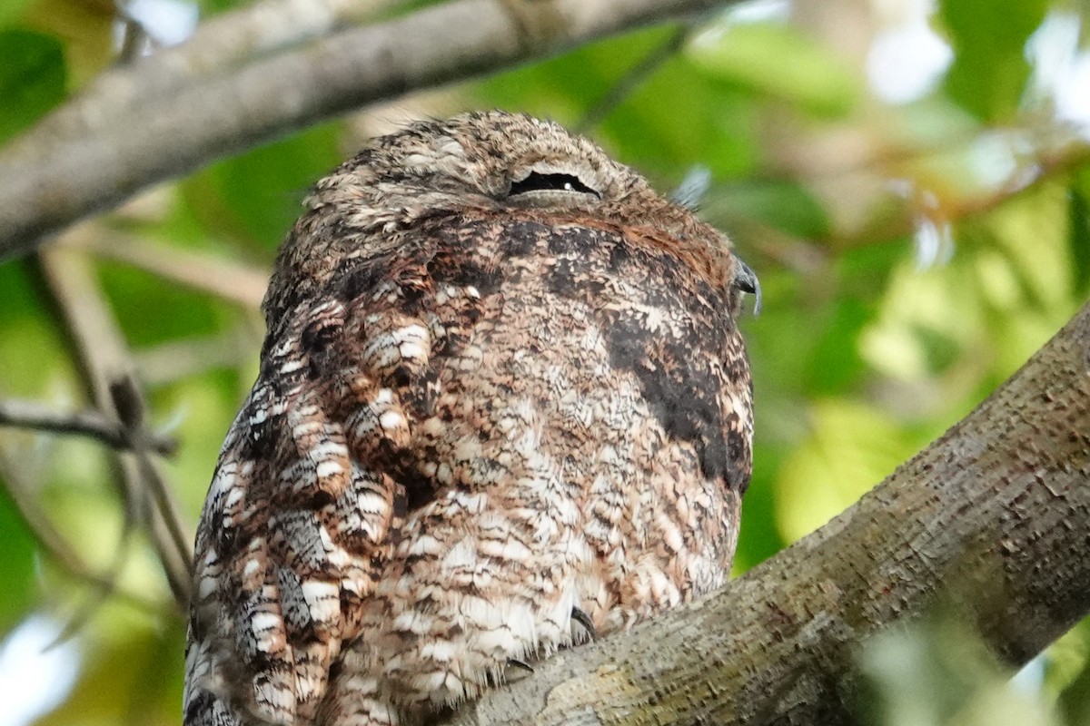 Great Potoo - Vincent Rufray