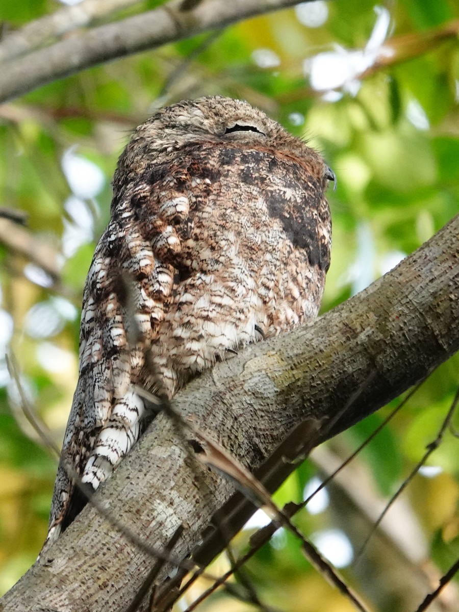 Great Potoo - ML615870383