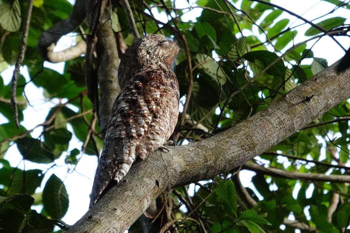 Great Potoo - ML615870384