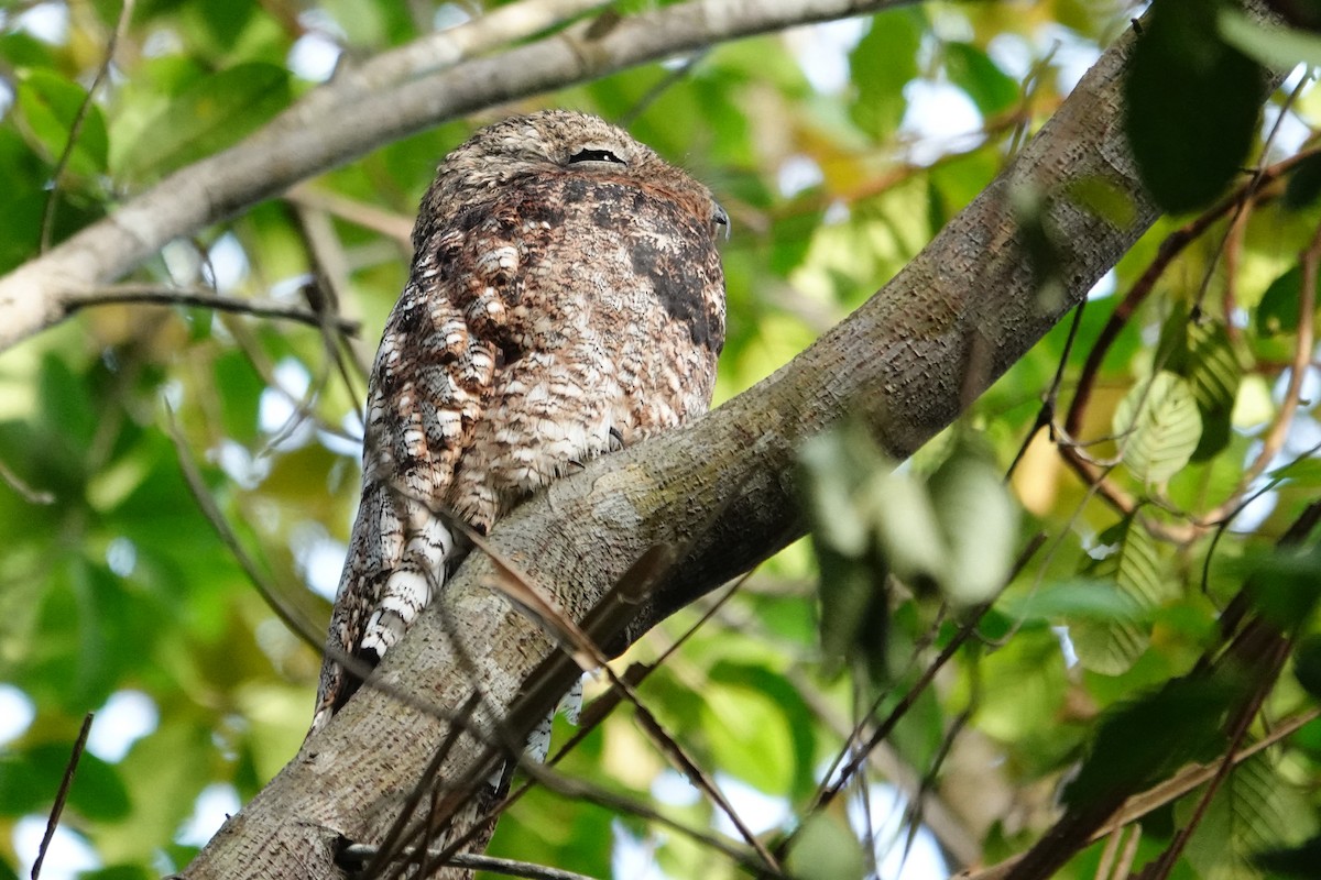 Great Potoo - ML615870385