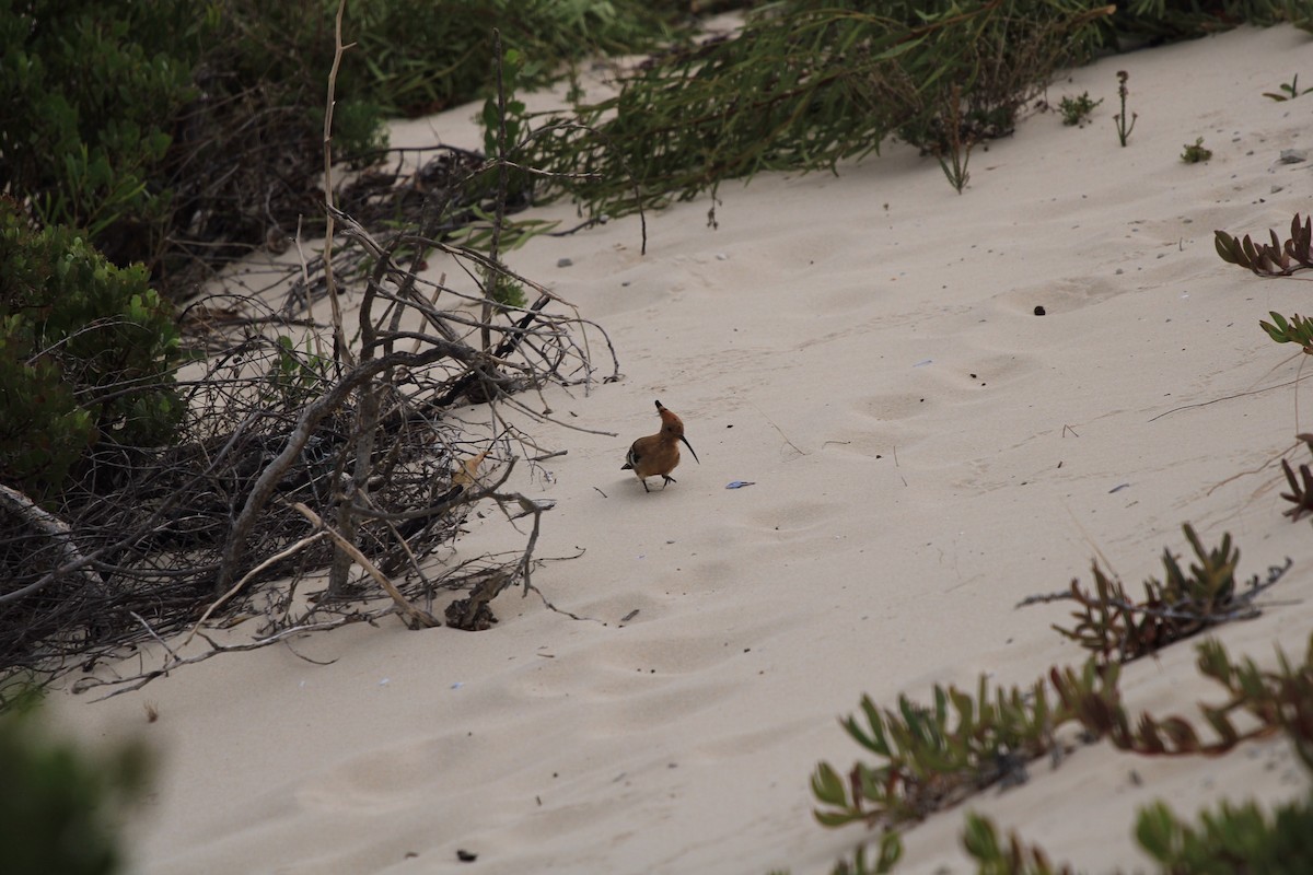 Eurasian Hoopoe (African) - ML615870389