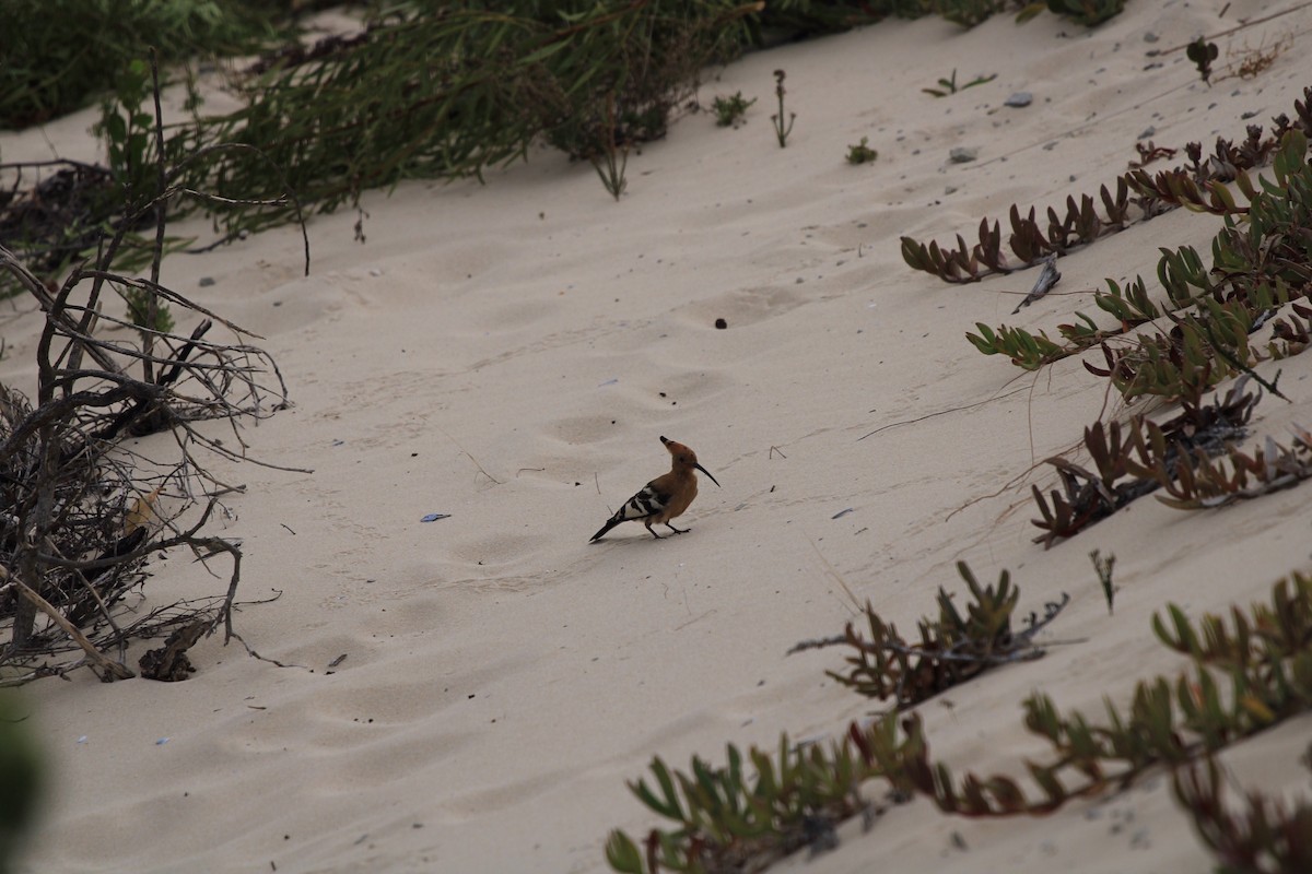 Eurasian Hoopoe (African) - ML615870390