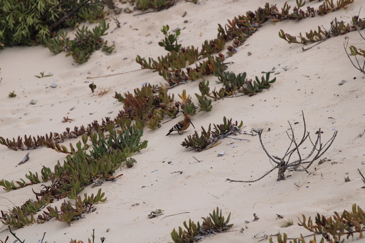 Eurasian Hoopoe (African) - ML615870391