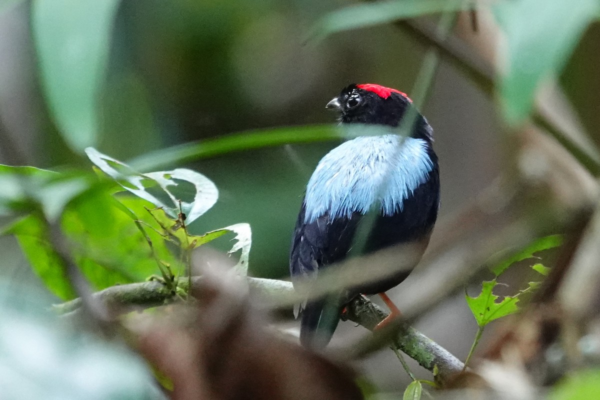 Blue-backed Manakin - ML615870402