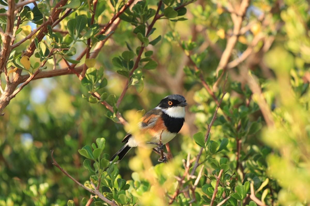 Cape Batis - Dylan Schröder