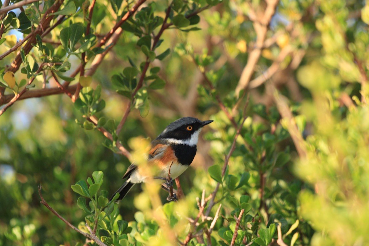 Cape Batis - ML615870412