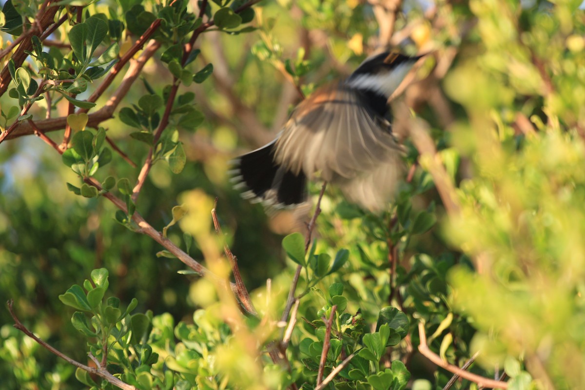 Cape Batis - ML615870415